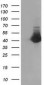 CTH Antibody (clone 2D6)